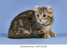 Attēlu rezultāti vaicājumam “Felis silvestris catus juvenile”