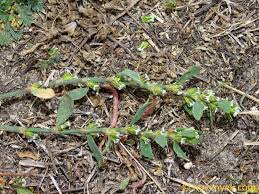 Attēlu rezultāti vaicājumam “Polygonum arenastrum”