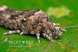 Attēlu rezultāti vaicājumam “Machilidae”