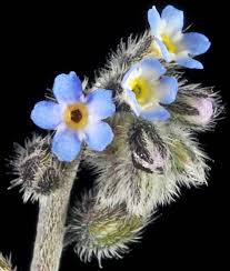 Attēlu rezultāti vaicājumam “Myosotis”