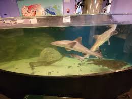 Image result for Dipturus laevis