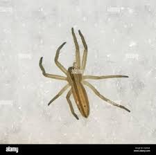 Attēlu rezultāti vaicājumam “Tibellus oblongus”