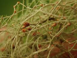 Attēlu rezultāti vaicājumam “Biatoropsis usnearum”