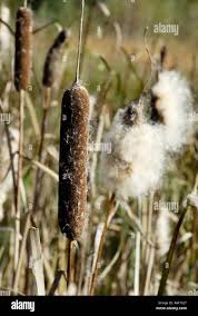 Attēlu rezultāti vaicājumam “Typha angustifolia  fruit”