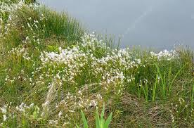 Attēlu rezultāti vaicājumam “Trichophorum alpinum flower”