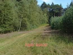 Image result for Bracknell Forest Runners