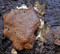 Attēlu rezultāti vaicājumam “Dictydiaethalium plumbeum spores”