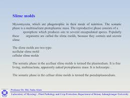 Attēlu rezultāti vaicājumam “Diachea subsessilis spores”
