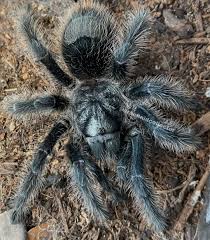 Znalezione obrazy dla zapytania Grammostola grossa