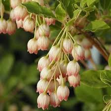 Attēlu rezultāti vaicājumam “Enkianthus chinensis leaf”