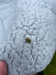 Attēlu rezultāti vaicājumam “Chlorochroa juniperina imago”