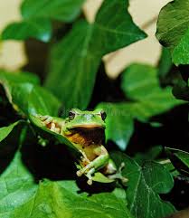 Attēlu rezultāti vaicājumam “Hyla arborea adult”