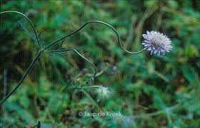 Attēlu rezultāti vaicājumam “Knautia arvensis leaf”