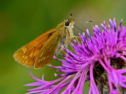 Attēlu rezultāti vaicājumam “Ochlodes sylvanus underside”