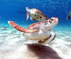 Image result for Caretta caretta