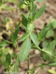 Attēlu rezultāti vaicājumam “Ononis arvensis”