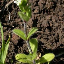 Attēlu rezultāti vaicājumam “Craterium aureonucleatum young”