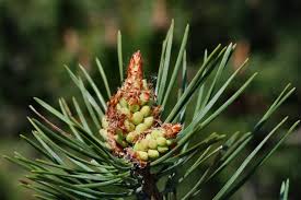 Attēlu rezultāti vaicājumam “Pinus sylvestris leaf”