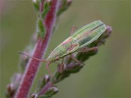 Attēlu rezultāti vaicājumam “Myrmus miriformis”