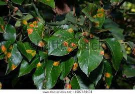 Attēlu rezultāti vaicājumam “Gymnosporangium sabinae”