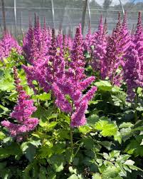 Attēlu rezultāti vaicājumam “Astilbe chinensis leaf”