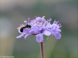 Image result for Scabiosa canescens