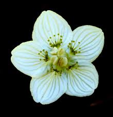 Attēlu rezultāti vaicājumam “Parnassiaceae”