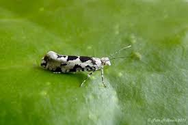 Attēlu rezultāti vaicājumam “Ypsolophidae”