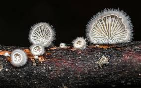 Attēlu rezultāti vaicājumam “Schizophyllum commune”