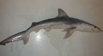 Image result for Carcharhinus isodon