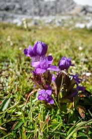 Attēlu rezultāti vaicājumam “Gentianella campestris”