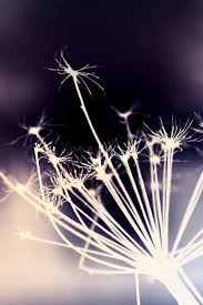 Attēlu rezultāti vaicājumam “Heracleum sosnowskyi flower”