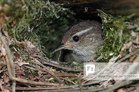 Attēlu rezultāti vaicājumam “Troglodytes troglodytes nest”
