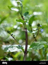 Attēlu rezultāti vaicājumam “Veronica beccabunga bud”