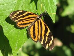 Attēlu rezultāti vaicājumam “Boloria titania underside”