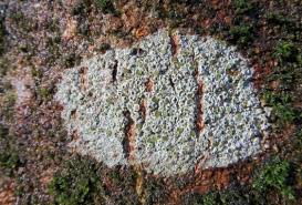 Attēlu rezultāti vaicājumam “Lecanora chlarotera”