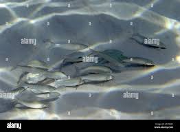 Image result for Liza aurata