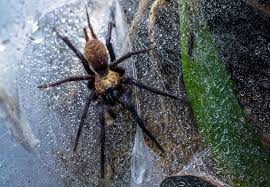 Image result for spider