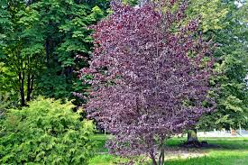 Attēlu rezultāti vaicājumam “Prunus cerasifera var. divaricata”