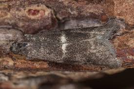 Attēlu rezultāti vaicājumam “Apomyelois bistriatella”