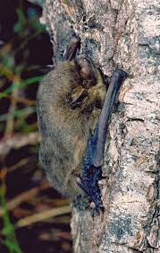 Attēlu rezultāti vaicājumam “Pipistrellus nathusii”