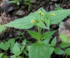 Attēlu rezultāti vaicājumam “Galinsoga quadriradiata”