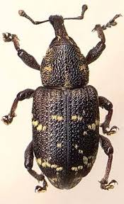 Attēlu rezultāti vaicājumam “Hylobius pinastri”