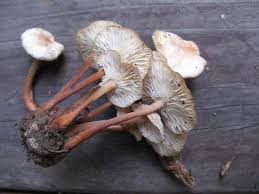 Attēlu rezultāti vaicājumam “Collybia acervata”