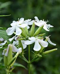 Attēlu rezultāti vaicājumam “Saponaria officinalis flower”