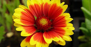 Image result for Gaillardia `Kobold`