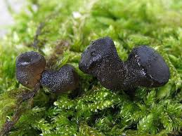 Attēlu rezultāti vaicājumam “Exidia truncata”