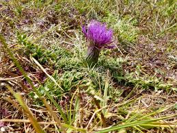 Attēlu rezultāti vaicājumam “Cirsium acaule leaf”