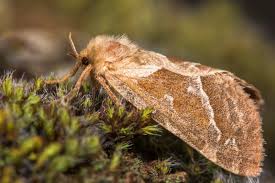 Attēlu rezultāti vaicājumam “Hepialidae”