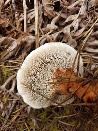 Attēlu rezultāti vaicājumam “Hydnellum aurantiacum”